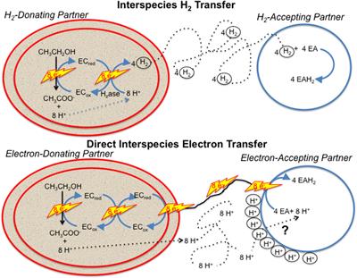 Electron and Proton Flux for Carbon Dioxide Reduction in Methanosarcina barkeri During Direct Interspecies Electron Transfer